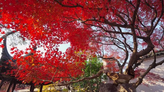 Traditional Chinese-style pavilion with a view of red maple leaves during the autumn foliage season in Suzhou