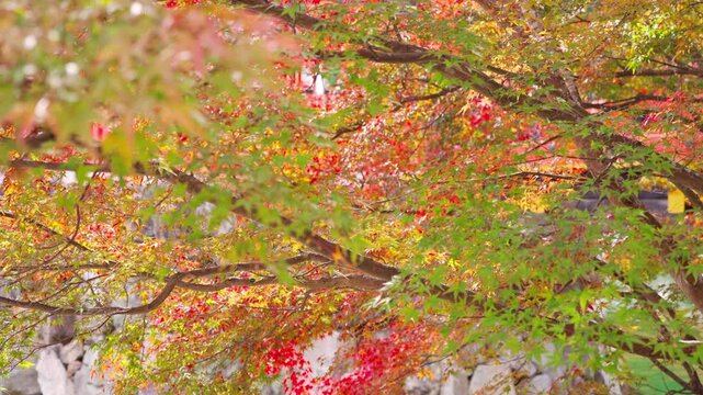 Sparkling water reflections shimmering through gradient autumn maple leaves changing from green to red