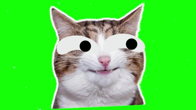 Cat portrait featuring humorous googly eyes cutouts appears against a bright green chroma key backdrop, making a funny pet character illustration suitable for humorous memes and videos.