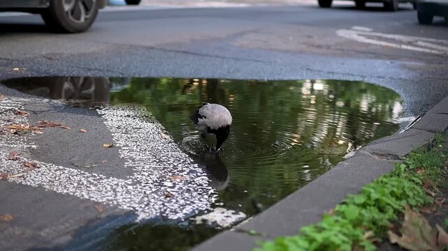 Static shot footage of a  crow eating leftovers in a puddle of water on a Warsaw street. Cars and people on electric scooters are reflected in the water's surface.
