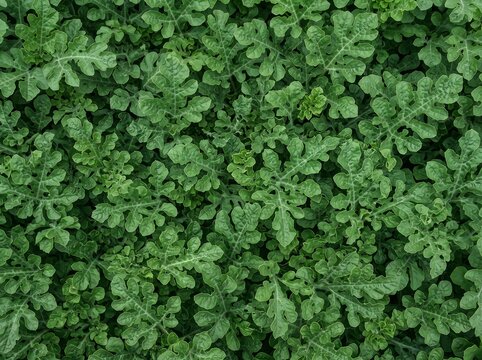 Fresh Dense Watermelon Leaves (Citrullus lanatus) Background Texture