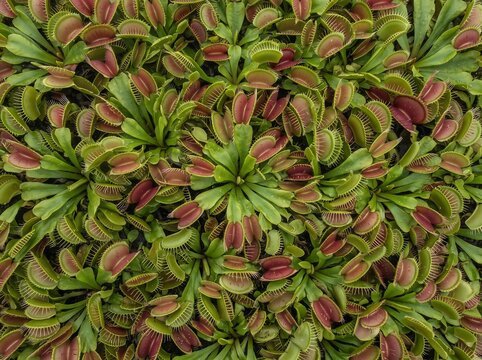 Fresh Dense Venus Flytrap Leaves (Dionaea) Background Texture