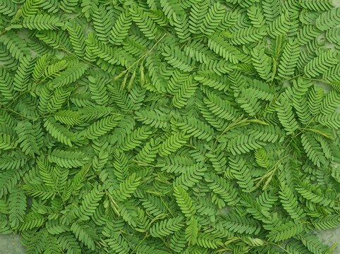 Fresh Dense Tamarind Leaves (Tamarindus) Background Texture