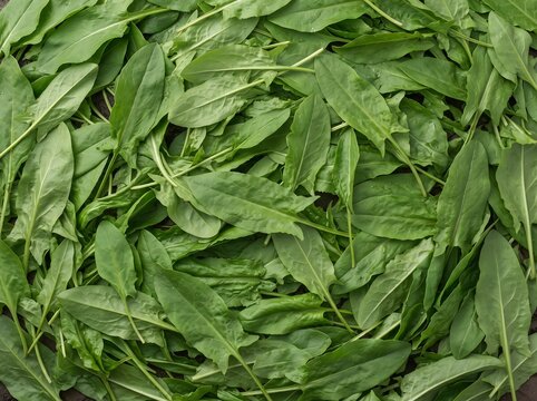 Fresh Dense Sorrel Leaves (Rumex acetosa) Background Texture