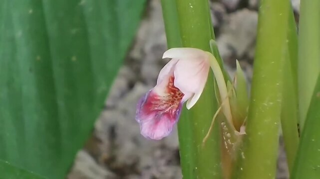A fixed FHD shot showing a side profile view of a delicate pink fingerroot flower blooming from its green stem, with a soft blurred background in the garden.