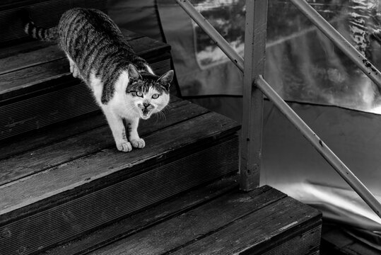 Black and white photo of a stray tabby cat meowing on outdoor wooden stairs
