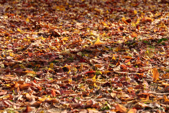 Colorful autumn fallen leaves carpet on the ground