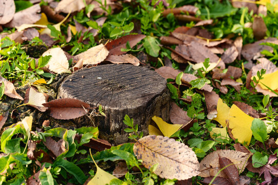 Old tree stump surrounded by autumn leaves in green grass