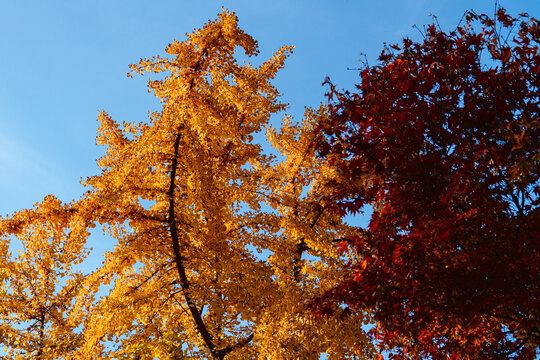 Vibrant autumn colors of ginkgo and maple trees against blue sky