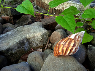 Snail with striped shell resting among rocks and green leaves © Jois