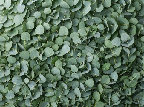 Fresh Dense Eucalyptus Leaves (Eucalyptus) Background Texture