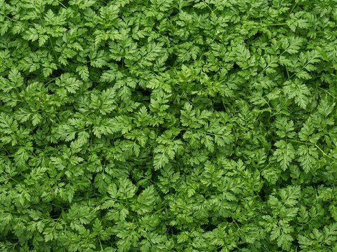 Fresh Dense Chervil Leaves (Anthriscus cerefolium) Background Texture