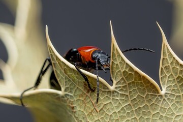 ladybird on a leaf © YarStudio