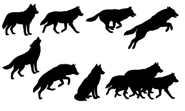 Black wolf silhouette vector collection showing wild animal poses walking running jumping howling and hunting for wildlife designs