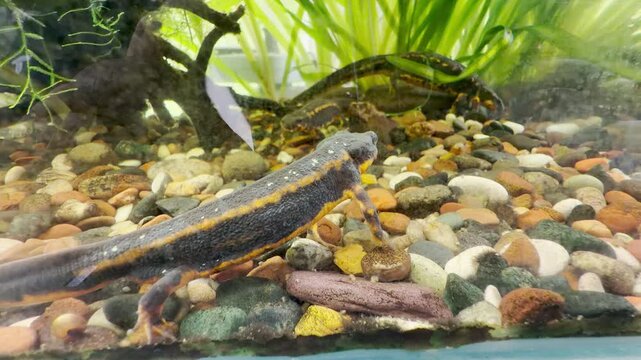 A newt walks on pebbles inside an aquarium at the Saint Petersburg zoo. This calm creature evokes a feeling of quiet wonder and peaceful serenity.