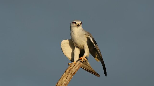 A black-winged kite (Elanus caeruleus) on a branch balancing in the wind with open wings, South Africa