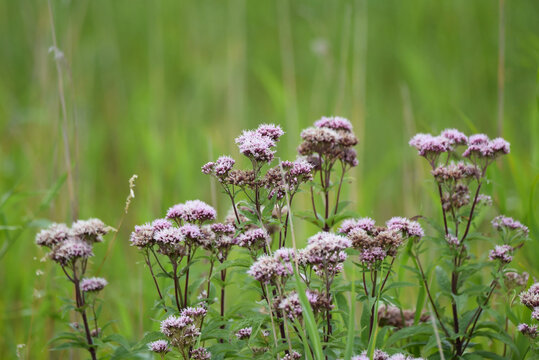 A close-up shot of multiple flowers of  hemp-agrimony, eupatorium cannabinum, forming a field of fluffy light pink. Taken in august in Alm&ouml; natural reserve, Sweden.