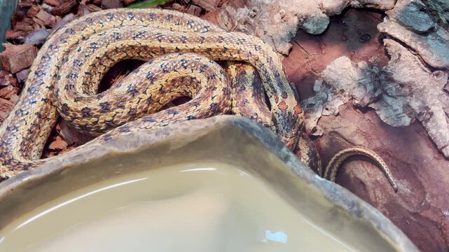A patterned snake coils near a water bowl inside its enclosure at the Saint Petersburg zoo. This calm reptile evokes a feeling of quiet wonder and mystery.