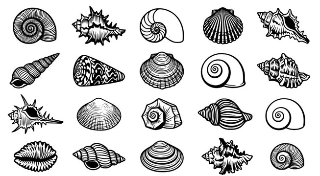 Diverse collection of seashells and marine mollusks in black and white ink drawing style isolated on white background for coastal and nautical themed designs
