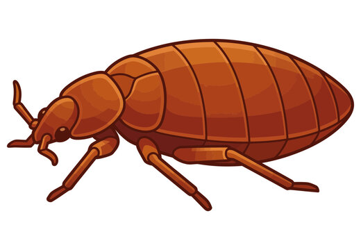 Detailed illustration of a brown bed bug parasite isolated on a white background