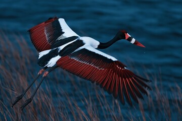 Obraz premium Saddle-billed stork in flight over a wetland with wings spread revealing textured coral feathers and a banded bill for wildlife and nature themes