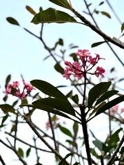 cherry tree blossom © megakim