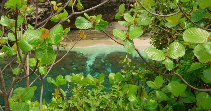 Lush tropical foliage framing stunning view bright turquoise ocean water leading to hidden sandy beach cove