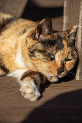 Cute calico cat resting and napping on a wooden deck in warm sunlight © Dimitar