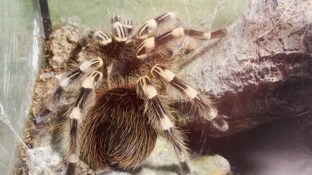 A striped tarantula rests in its terrarium at the zoo in Saint Petersburg. This eerie spider evokes a thrilling sense of quiet wonder and mystery.