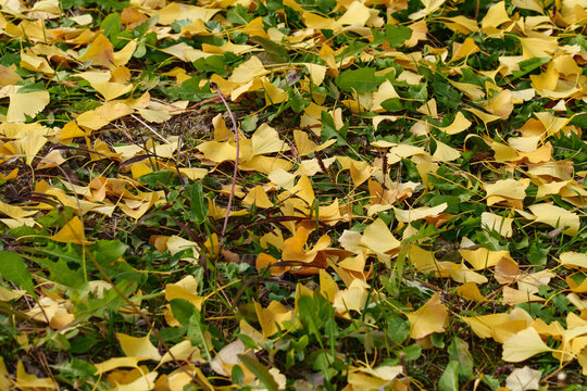 Yellow Ginkgo Leaves Scattered Over Green Grass Ground