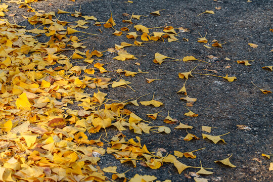 Fallen Yellow Ginkgo Leaves On Dark Asphalt Pavement