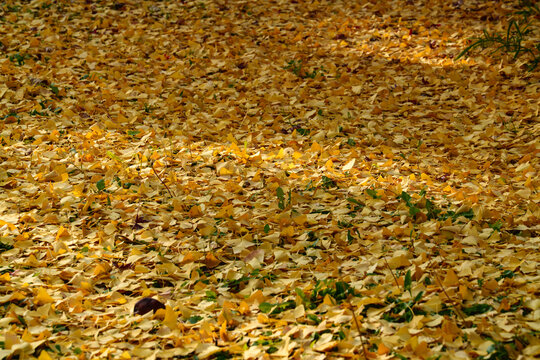Carpet of Fallen Ginkgo Leaves on the Ground