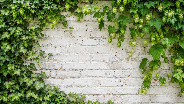 Green Hops and Ivy Vines on White Brick Wall