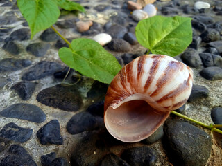 Close-up of beautiful striped snail shell on green leaves and rocks garden © Jois