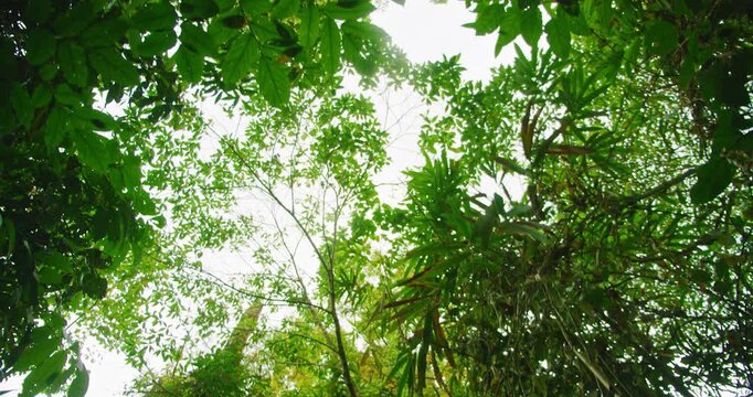 Thick leafy canopy rises above the tropical forest creating a bright green view in Costa Rica