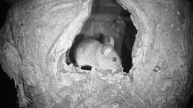 Waldmaus in Baumh&ouml;hle (Apodemus sylvaticus)
