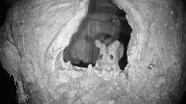 Waldmaus in Baumh&ouml;hle (Apodemus sylvaticus)

