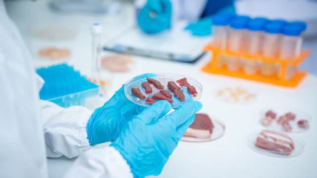 Scientist in blue gloves examining meat samples on petri dishes in a laboratory, showing food testing, research, and quality control.