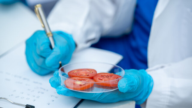 Scientist in protective gloves holding a petri dish with tomato slices while taking notes in a laboratory.