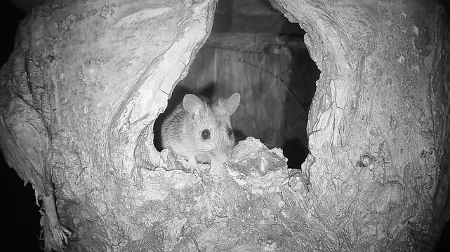 Waldmaus in Baumh&ouml;hle (Apodemus sylvaticus)
