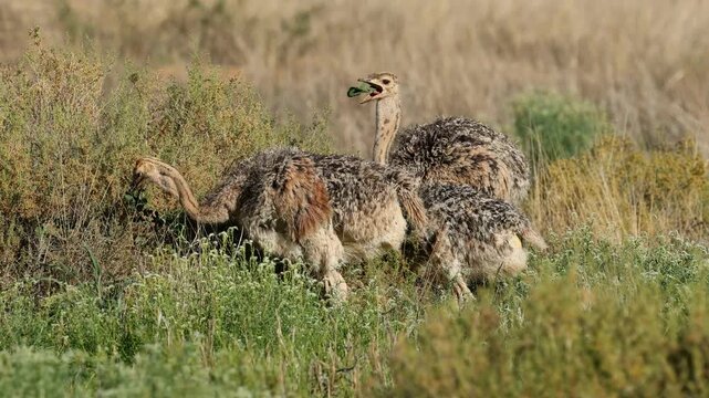 Small ostrich (Struthio camelus) chicks feeding in natural habitat, Kalahari desert, South Africa