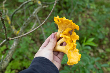 Hand Holding Fresh Golden Chanterelles During a Forest Foraging Walk. A close-up of a hand presenting several freshly collected golden chanterelle mushrooms in a woodland setting. Their bright yellow- © Nadiia