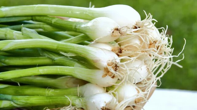 Fresh Green Onions in a Woven Basket