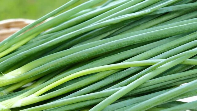 Fresh Green Onions in a Woven Basket