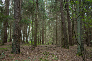 Quiet Coniferous Forest with Tall Trees and Natural Woodland Ground. A peaceful coniferous forest with tall straight tree trunks, a natural woodland floor and soft muted light filtering  © Nadiia