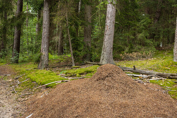 Huge Anthill Built of Pine Needles in Coniferous Forest. A massive, impressive ant hill built entirely from dried pine needles, soil, and twigs, sitting in the middle of a sunlit woodland ecosystem. © Nadiia