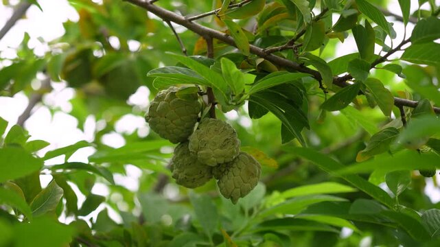 Green sugar apple (custard apple) fruit growing on a tree branch surrounded by lush green leaves. Growth asian tropical fruits in nature environment, close-up with selective focus.