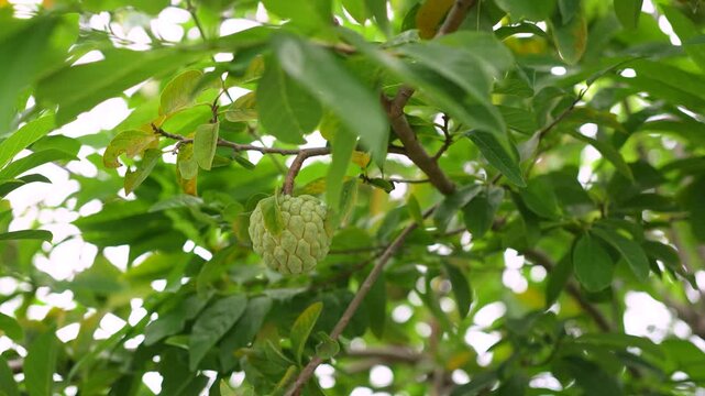 Green sugar apple (custard apple) fruit growing on a tree branch surrounded by lush green leaves. Growth asian tropical fruits in nature environment, close-up with selective focus.