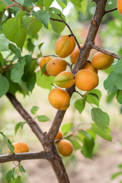 Ripe Orange Apricots Growing on a Tree in a Rural Garden
