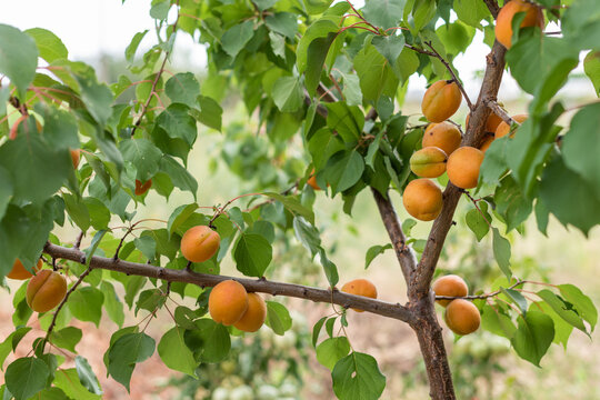 Abundant Ripe Apricots Growing on a Tree in a Rural Garden